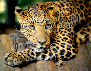 Naklejka na ściany i meble Portret Leopard