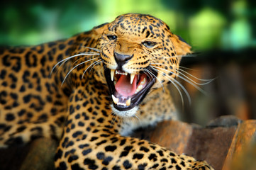 Leopard portrait