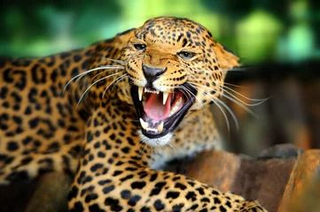 Foto auf Acrylglas Leopardenporträt © byrdyak