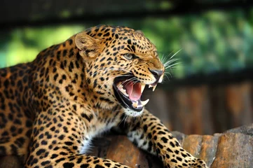 Fotobehang Leopard portrait © byrdyak
