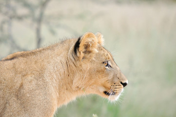 Obraz na płótnie Canvas Lion cub w Kalahari