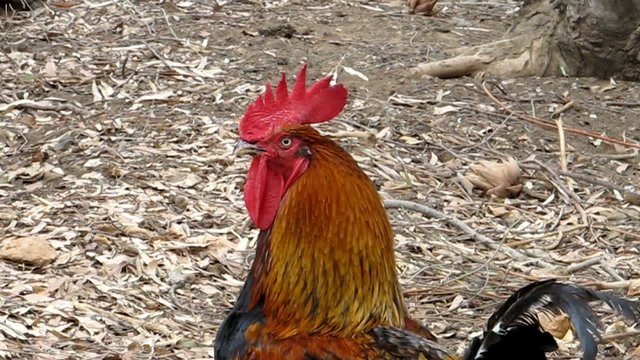 Gallo - Cock