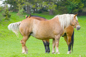 horses on pasture