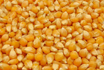dried seeds of maize