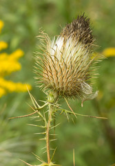 Milk Thistle
