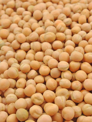 close up of dried seeds of white pea