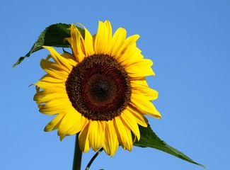 fleur de tournesol sur fond de ciel bleu