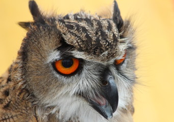 Bengal owl