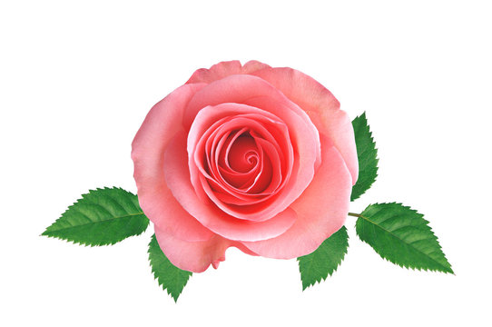 Pink rose with green leaves isolated on white
