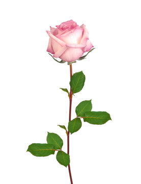 Beautiful single pink rose isolated on white