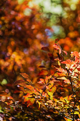 Colored leaf tree canopy