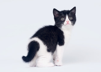 Bicolor scottish straight kitten on white background