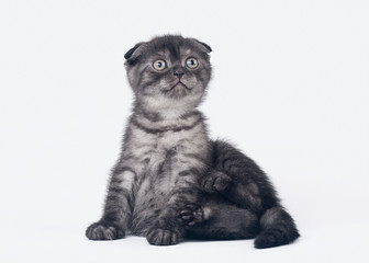 black smoke scottish fold kitten on white background