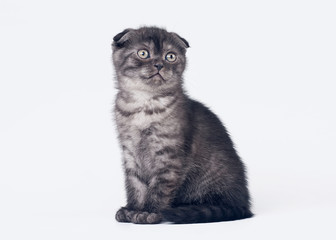 black smoke scottish fold kitten on white background