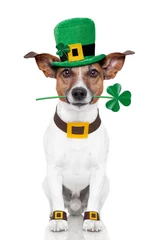 Cercles muraux Chien fou st. patrick's day dog