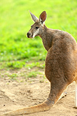 Kangaroo