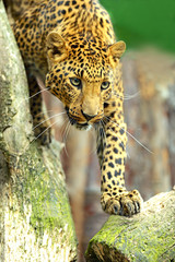 Leopard portrait