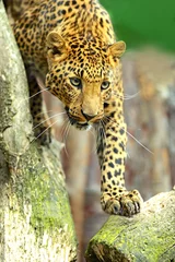 Foto op Canvas Leopard portrait © kyslynskyy