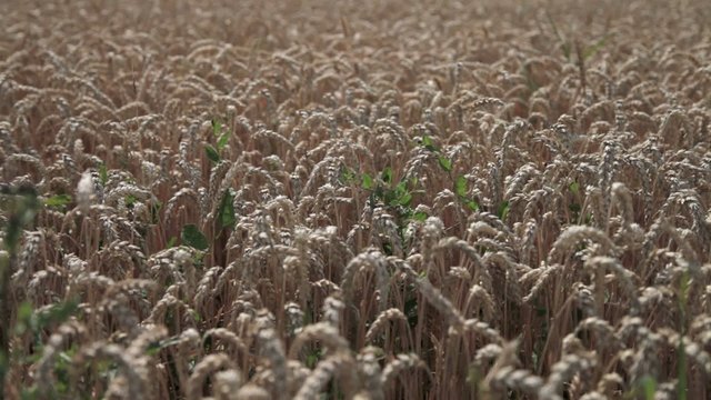 Kornfeld in der Landwirtschaft in HD 1024
