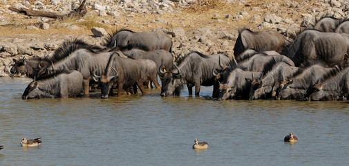 Fototapeta na wymiar Wildebeest Blue wody pitnej, Okaukeujo waterhole
