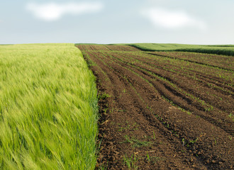 ploughed field