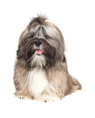 Lhasa Apso puppy