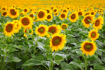 Obraz premium Sunflowers