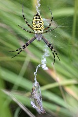 Wespenspinne (Argiope bruennichi)