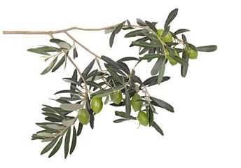 Foto auf Acrylglas Olivenbaum Ölzweig