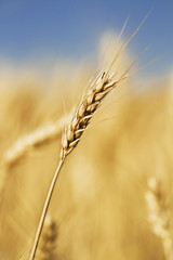 A single focused wheat stem in a colorful backgroun