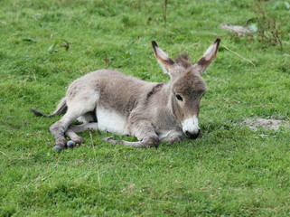 Ruhendes Eselfohlen