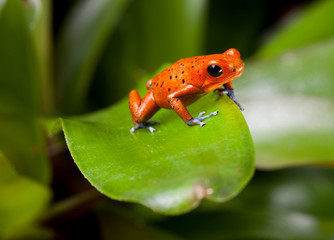 Obraz premium red poison dart frog
