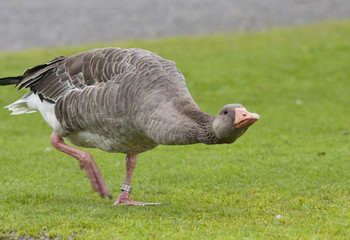 Greylag Goose