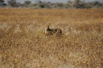 A Cheetah in the Etosha National Park