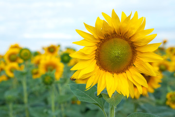 Blooming yellow sunflower with a bee