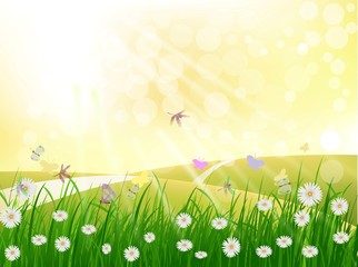 Fototapeta na wymiar beautiful grass and daisy flower with landscape background