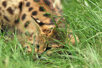 serval