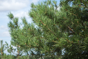 Fototapeta na wymiar pine branch