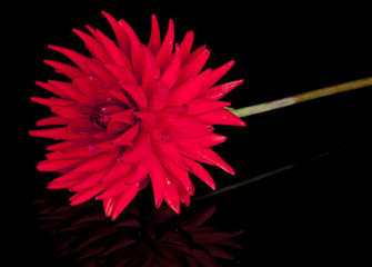 dahlia
