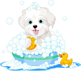  Pluizige hond in bad © Anna Velichkovsky