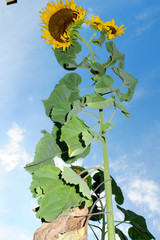 Sonnenblumenfeld