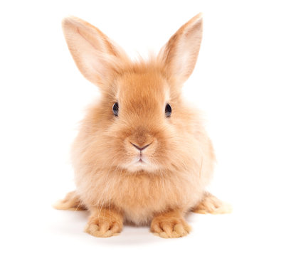 Rabbit Isolated On A White Background