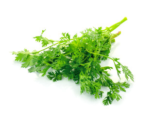 Fresh organic raw coriander leaf isolated on white background. C