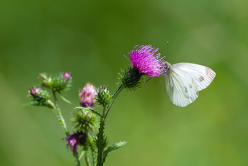 Pieris