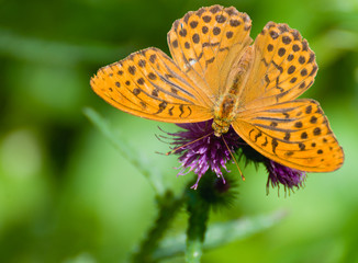 Argynnis paphia
