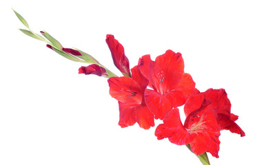 Gladiolus