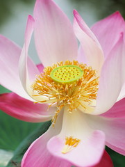 Pink Lotus