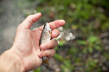 Freshwater Fish in a hand