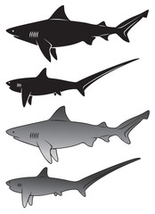 shark