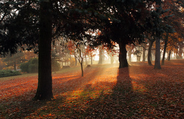 Autumn park with forest and mist